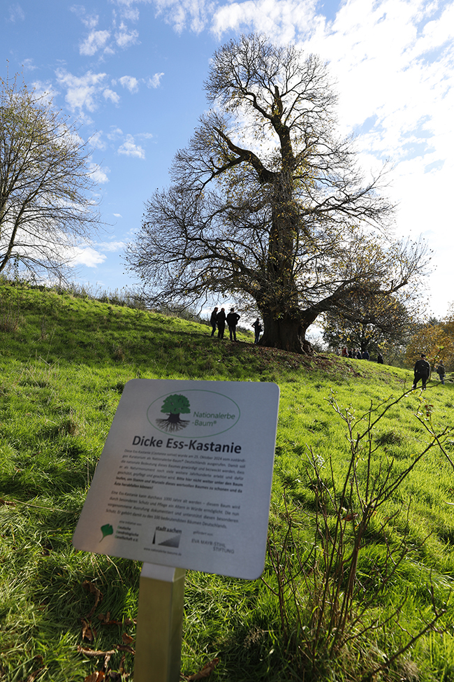 Nationaldenkmal Esskastanie Vaalserquartier